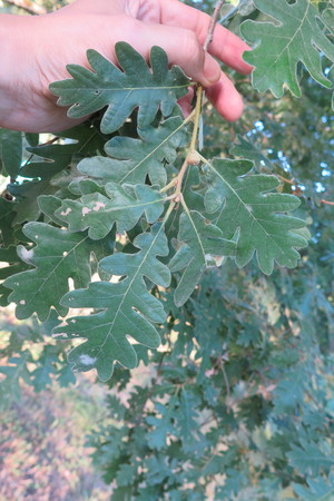  picture  Pyreneeneik |Quercus_pyrenaica