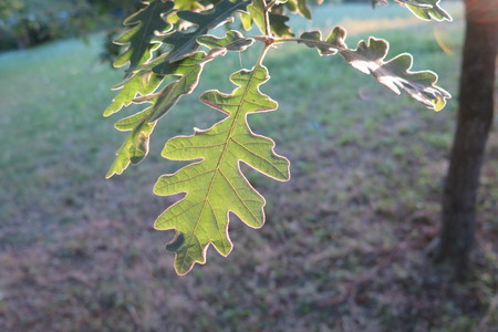  picture  Pyreneeneik |Quercus_pyrenaica