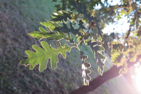  picture  Pyreneeneik |Quercus_pyrenaica
