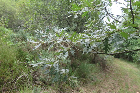  picture  Pyreneeneik |Quercus_pyrenaica