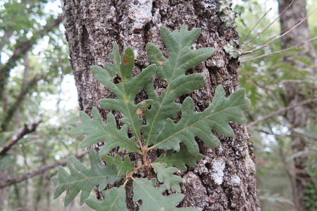  picture  Pyreneeneik |Quercus_pyrenaica