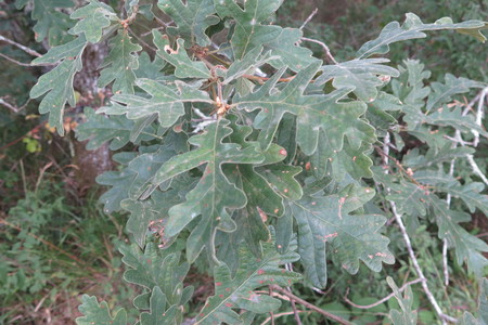  picture  Pyreneeneik |Quercus_pyrenaica