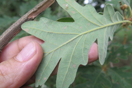  picture  Pyreneeneik |Quercus_pyrenaica