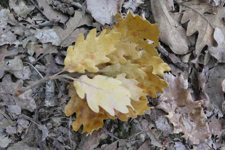  picture  Pyreneeneik |Quercus_pyrenaica