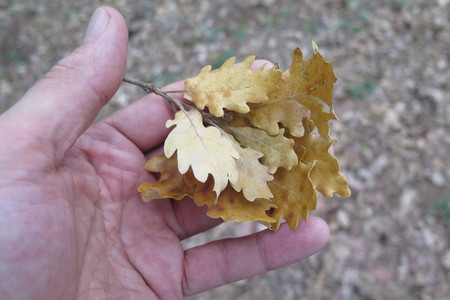  picture  Pyreneeneik |Quercus_pyrenaica