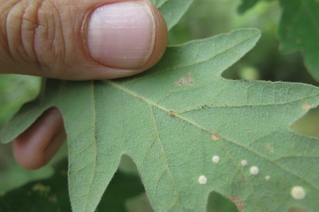 picture  Pyreneeneik |Quercus_pyrenaica