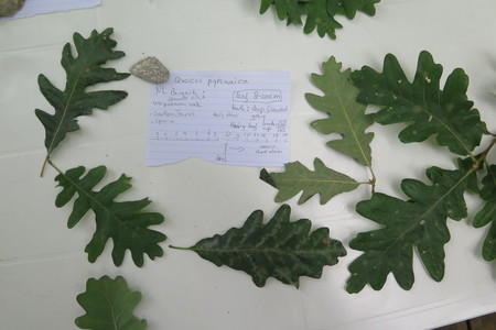  picture  Pyreneeneik |Quercus_pyrenaica