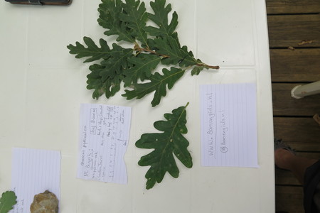  picture  Pyreneeneik |Quercus_pyrenaica