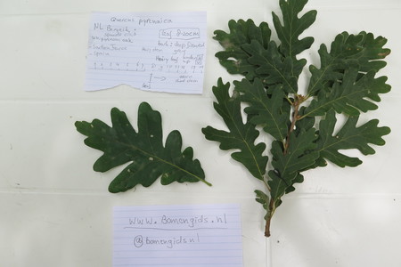  picture  Pyreneeneik |Quercus_pyrenaica