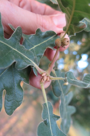  picture  Pyreneeneik |Quercus_pyrenaica