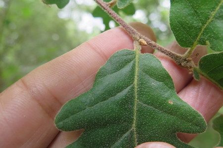  picture  Pyreneeneik |Quercus_pyrenaica