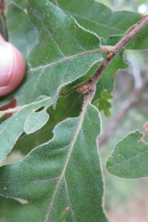  picture  Pyreneeneik |Quercus_pyrenaica