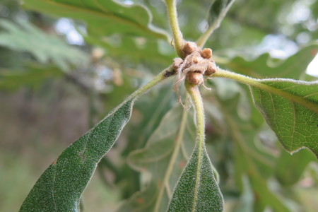  picture  Pyreneeneik |Quercus_pyrenaica