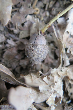  picture  Pyreneeneik |Quercus_pyrenaica