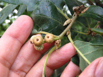  picture  Pyreneeneik |Quercus_pyrenaica