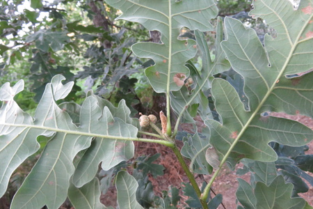  picture  Pyreneeneik |Quercus_pyrenaica