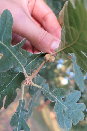  picture  Pyreneeneik |Quercus_pyrenaica