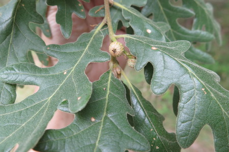  picture  Pyreneeneik |Quercus_pyrenaica