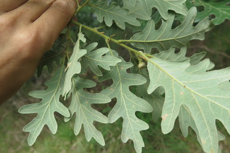  picture  Pyreneeneik |Quercus_pyrenaica