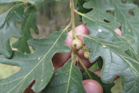  picture  Pyreneeneik |Quercus_pyrenaica