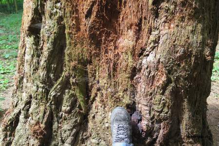  picture  Reuze_sequoia_Mammoetboom |Sequoiadendron_giganteum