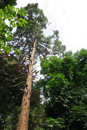  picture  Reuze_sequoia_Mammoetboom |Sequoiadendron_giganteum