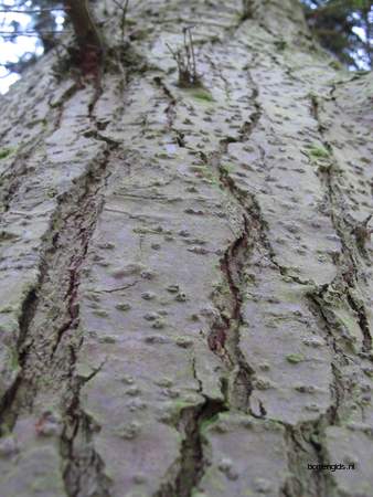  picture  Reuze_zilverspar |Abies_grandis