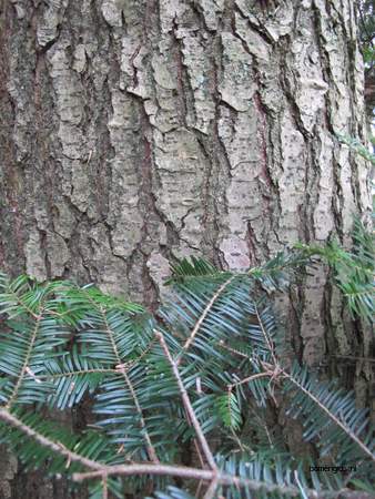  picture  Reuze_zilverspar |Abies_grandis