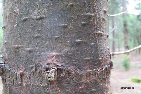  picture  Reuze_zilverspar |Abies_grandis