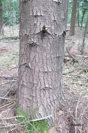  picture  Reuze_zilverspar |Abies_grandis