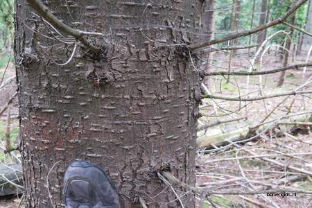  picture  Reuze_zilverspar |Abies_grandis