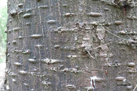  picture  Reuze_zilverspar |Abies_grandis