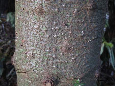  picture  Reuze_zilverspar |Abies_grandis