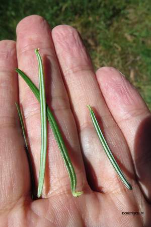  picture  Reuze_zilverspar |Abies_grandis