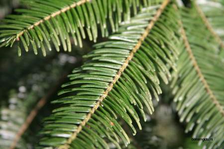  picture  Reuze_zilverspar |Abies_grandis