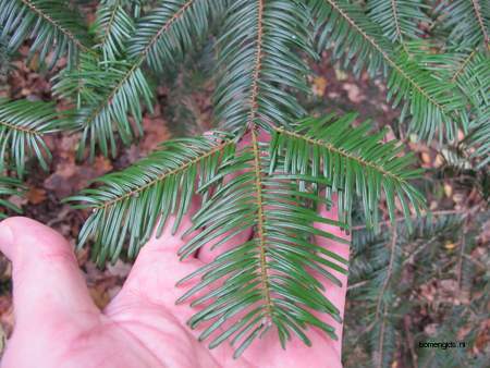 picture  Reuze_zilverspar |Abies_grandis