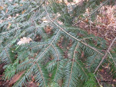  picture  Reuze_zilverspar |Abies_grandis