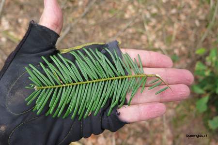  picture  Reuze_zilverspar |Abies_grandis