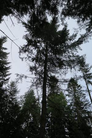  picture  Reuze_zilverspar |Abies_grandis