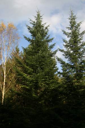  picture  Reuze_zilverspar |Abies_grandis