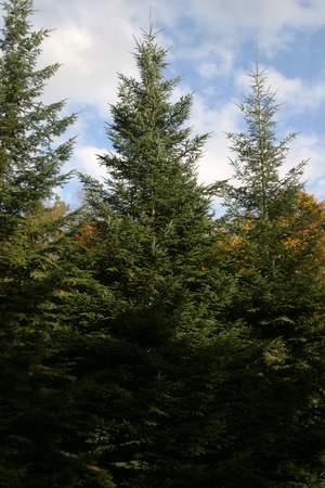  picture  Reuze_zilverspar |Abies_grandis