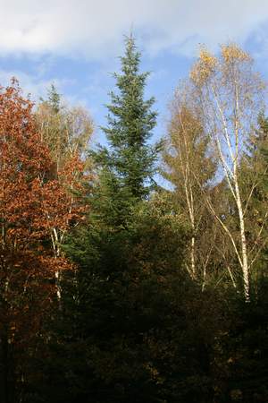  picture  Reuze_zilverspar |Abies_grandis