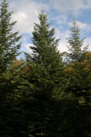  picture  Reuze_zilverspar |Abies_grandis