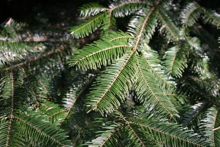  picture  Reuze_zilverspar |Abies_grandis