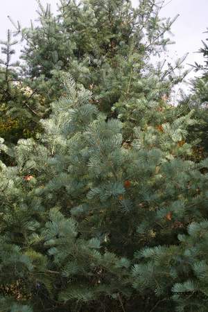  picture  Reuze_zilverspar |Abies_grandis