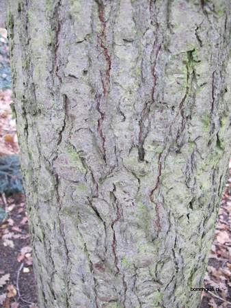  picture  Reuze_zilverspar |Abies_grandis