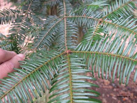  picture  Reuze_zilverspar |Abies_grandis