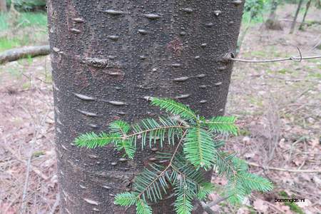  picture  Reuze_zilverspar |Abies_grandis