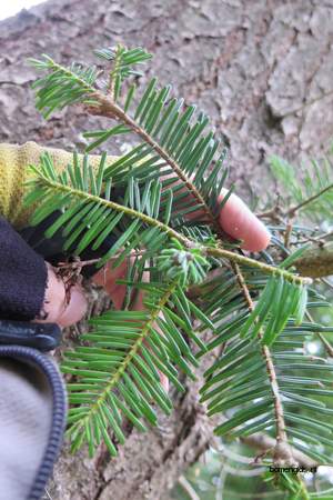  picture  Reuze_zilverspar |Abies_grandis