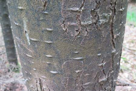  picture  Reuze_zilverspar |Abies_grandis